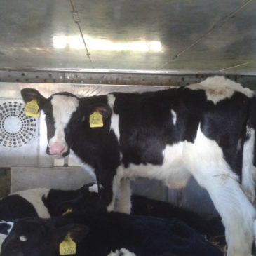 EU Commission Confirms Export of Calves from Ireland Unlawful